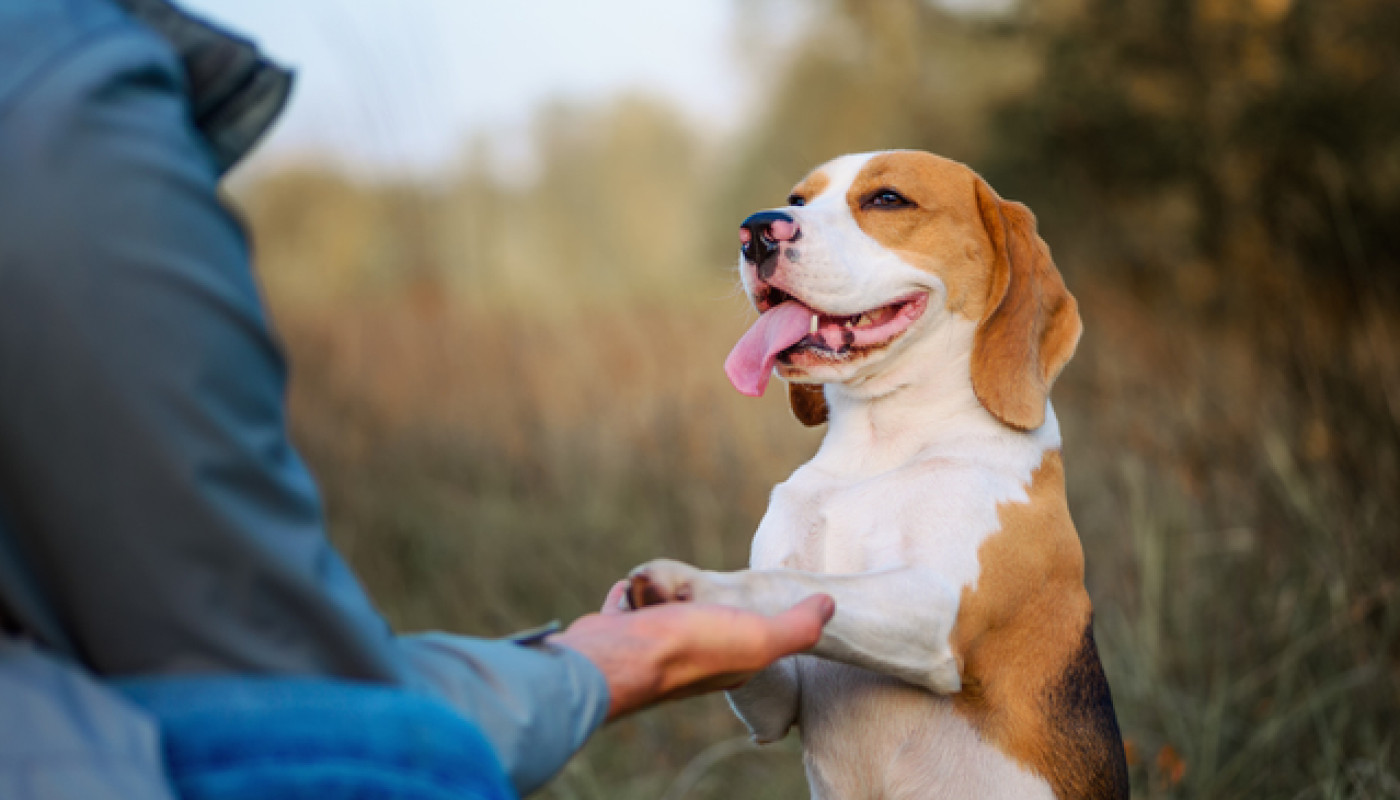 Comport’Canin, le meilleur de l’éducation canine à Nantes